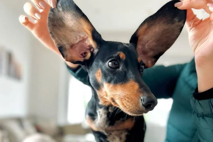 HOW TO CLEAN A DOG’S EARS