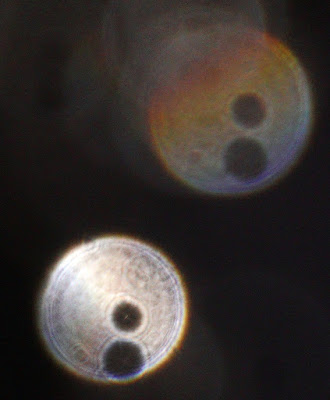 button-like orbs