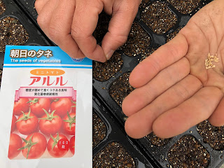 【20200305】ミニトマトの播種
