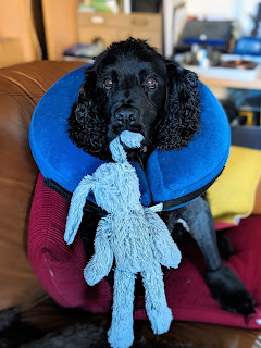 Boris the Black Cocker Spaniel is sitting on a couple of red cushions on our sofa, he's comically wearing a massively fat blue collar to prevent him from being able to lick his surgery site. In his mouth he's holding one of his favourite plushy toys (a grey rabbit) by it's ear as it hangs down in front of him, his bald front leg is stuck out slightly to one side and the dressing on the surgical site can just about be seen in his armpit