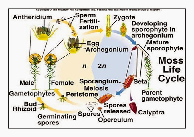 Moss 1  life cycle