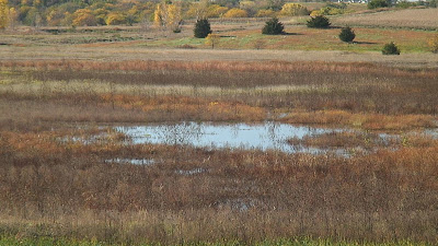 [Wetland basin at Shoemaker Marsh]