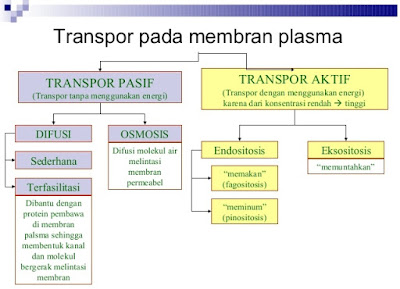  http://www.sigerpendidikan.com/2016/10/perbandingan-transfor-zat-pada-membran.html