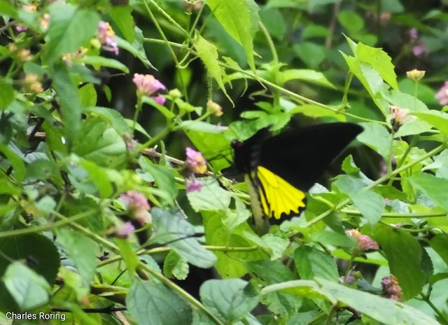 Common Birdwing Butterfly (Troides helena)