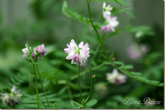 CrownVetch