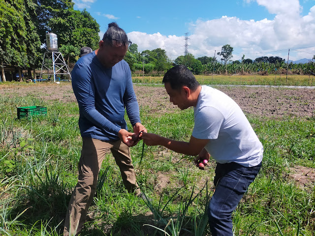 Alabel Hosts Bulb Onion Harvest Festival