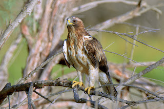 aguililla calzada-hieraaetus pennatus-rapaces-calzada fase clara. jpg