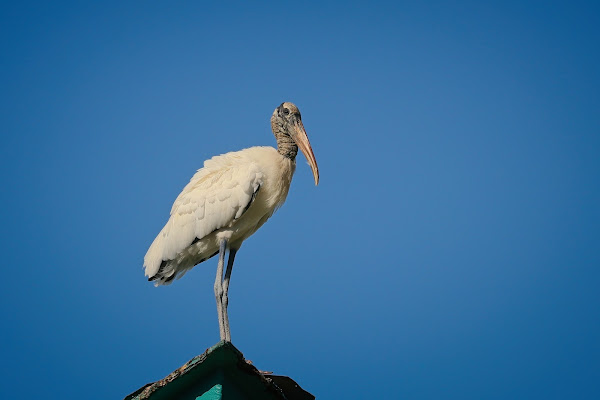 Wood Stork.