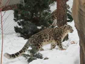 snow leopards