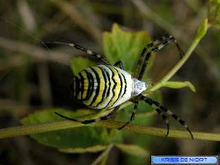 Argiope frelon - Argiope fasciée - Argiope bruennichi