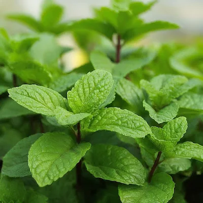 mint