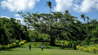 Tongatapus religious tree