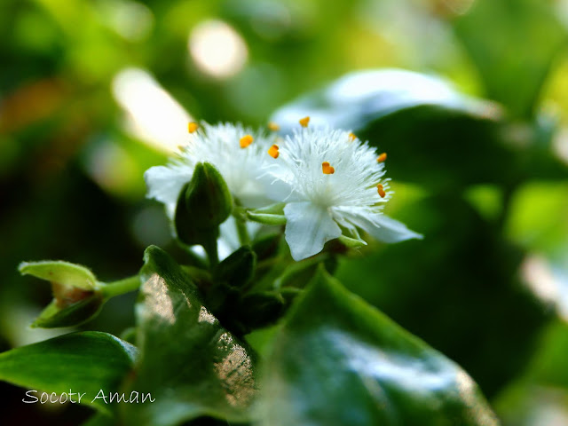 Tradescantia fluminensis