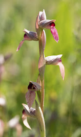 Greater Tongue Orchid - Tiptree, Essex