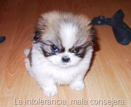 La intolerancia, mala consejera.