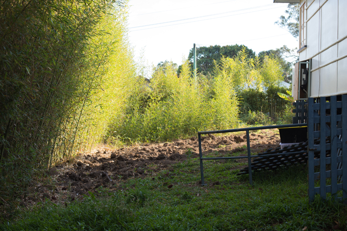 battling backyard bamboo