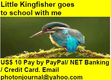 Little Kingfisher goes 
to school with me bird story book