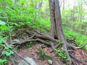 tree by trail