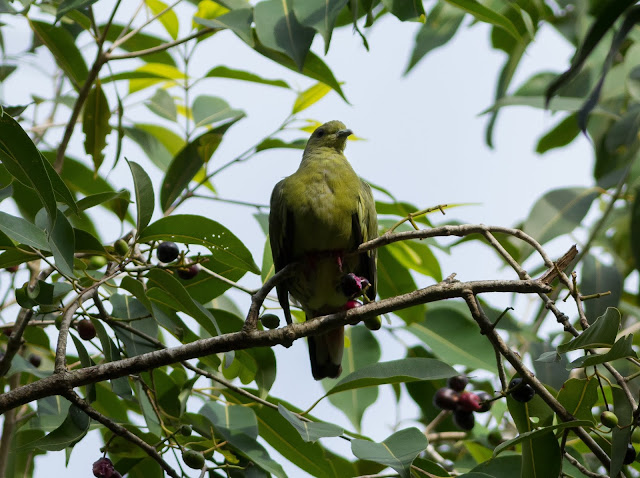 Female Pink-necked Green Pigeon - Pasir Ris, Singapore