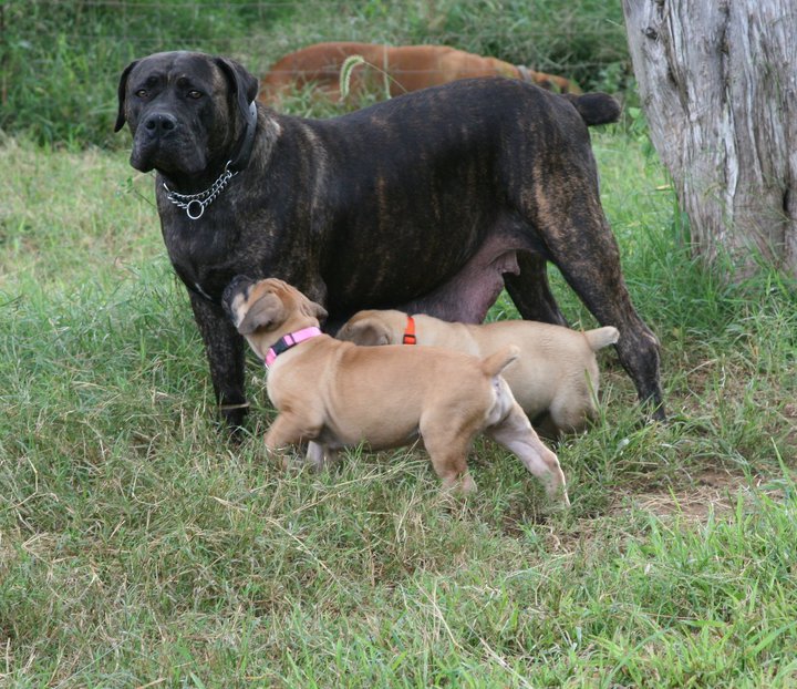 Paws Then Play: South African Boerboels