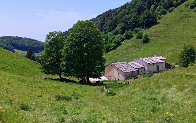 contrade cimbre bosco chiesanuova sentieri