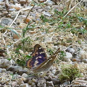 Lesser Purple Emperor Apatura ilia. Indre et Loire, France. Photographed by Susan Walter. Tour the Loire Valley with a classic car and a private guide.