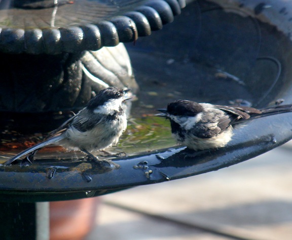 IMG_7514-2012-06-10-08-16.jpg