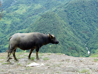 sapa vietnam cosa fare e vedere