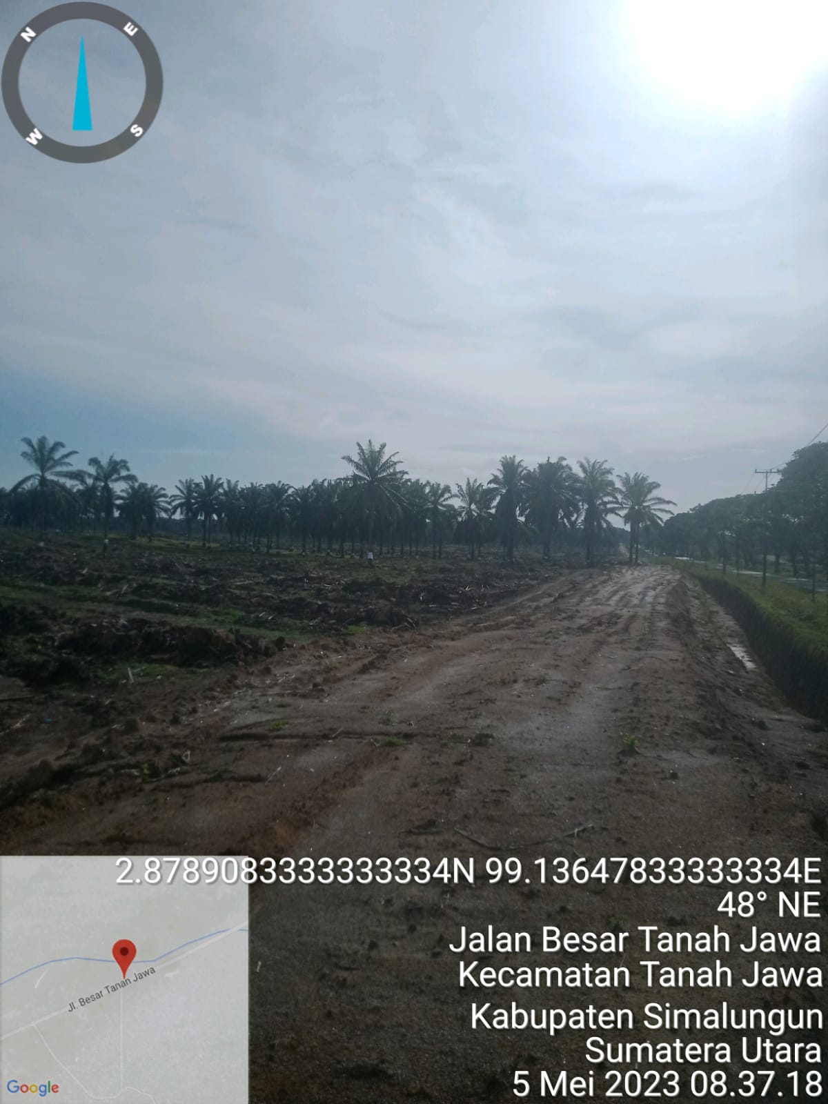 Replanting PTPN lV kebun Balimbingan " Seronok " di Tengah  lahan ada Pembiaran Pohon kelapa Sawit Tua