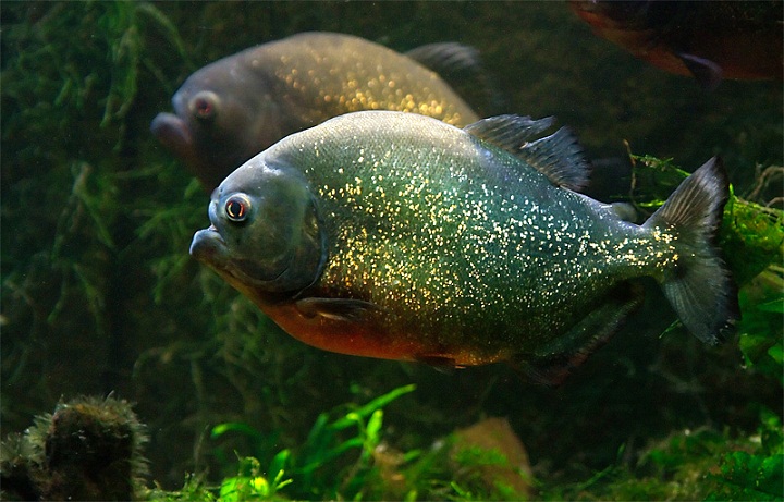  Piranha, Ikan Kecil yang Dapat Menyantap Seekor Kerbau