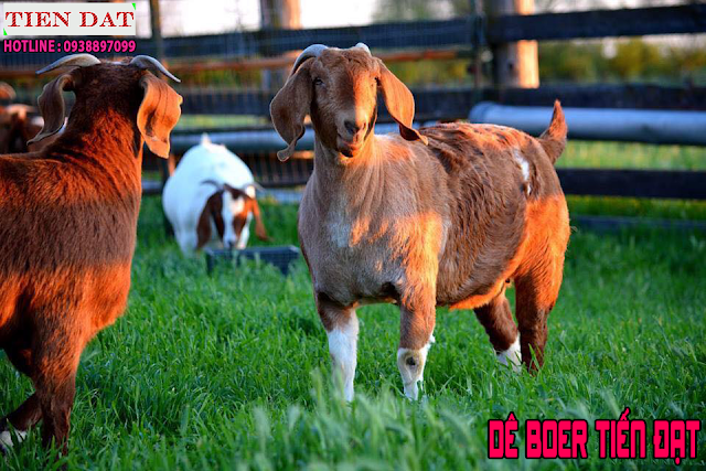 Dê boer