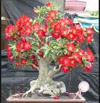 Merawat Bonsai  Kamboja  dan Beringin CentralBonsai Com 