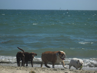 Bull Dogs on Beach