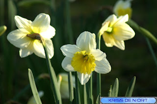 Narcisse trompette - Narcissus pseudonarcissus - Narcisse jaune