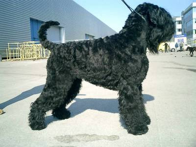 Black Russian Terrier (BRT) Pictures