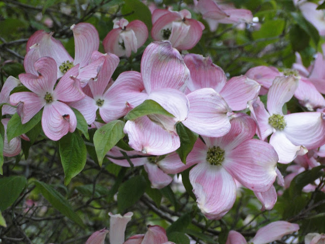 dogwood pink flowers