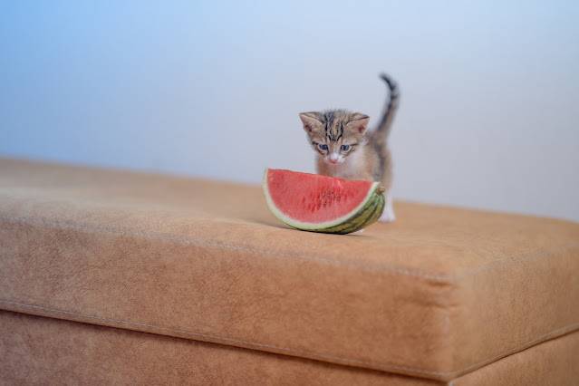 Is It Okay for a Cat to Consume Watermelon