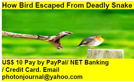 How Bird Escaped From Deadly Snake bird story book