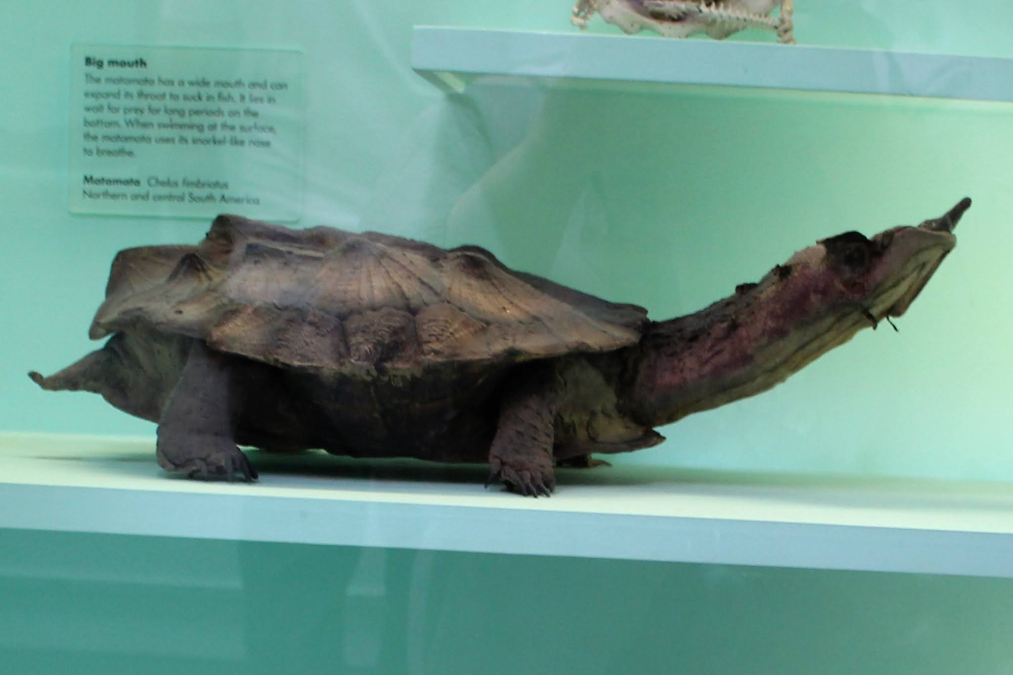 Matamata Turtle, South America's Strange Faced Turtle