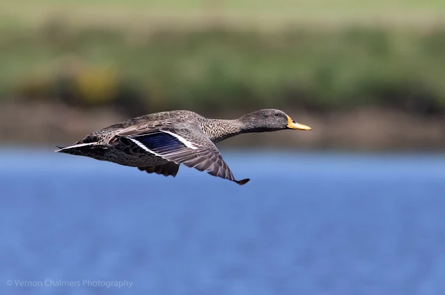 Yellow-Billed Duck in Flight: Canon Camera System Change - From DSLR to Mirrorless