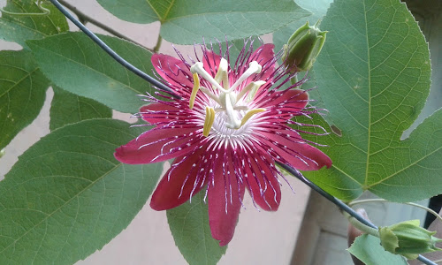 panchu pandab.Passiflora