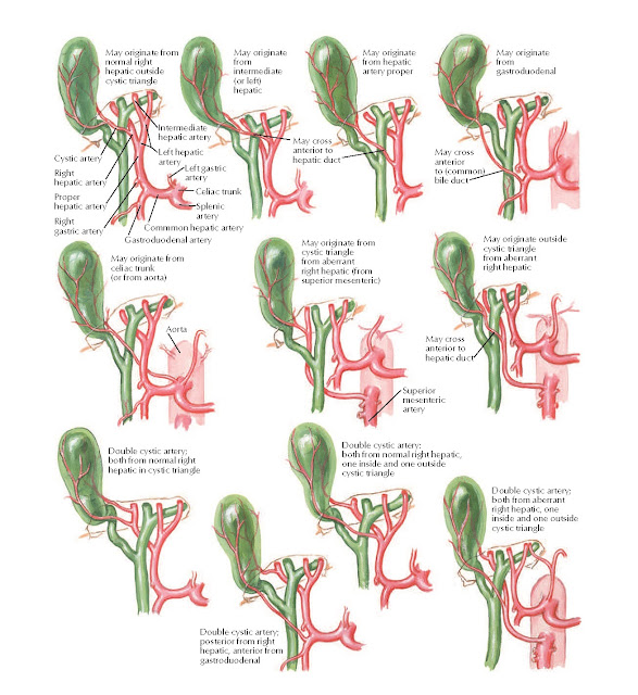 Variations in Cystic Arteries Anatomy
