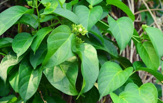 Gymnema sylvestre is an herb native to India, also known as "sugar destroyer," that has been used for centuries to help equilibrate blood sugar levels.