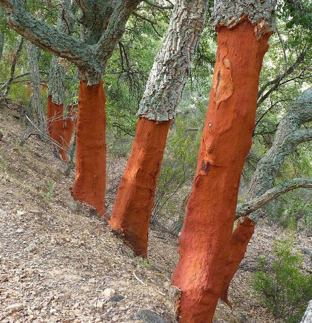 corcho de la botella de vino arbol