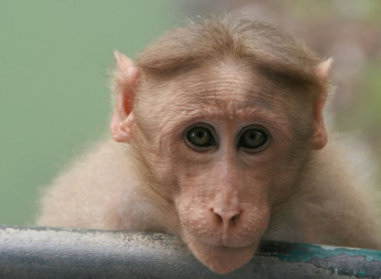 Funny Monkey Hairstyles 2012  All Funny