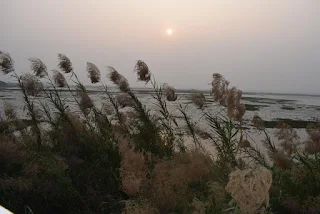 Wild Sugarcane or Kans Grass