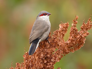 Estrilda árabe (Estrilda rufibarba)