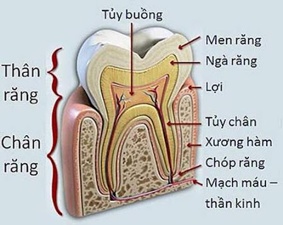 Quy trình điều trị tủy răng