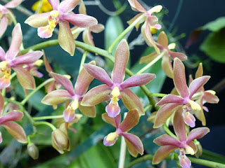 Phalaenopsis equestris orange x Phalaenopsis mannii var. flava