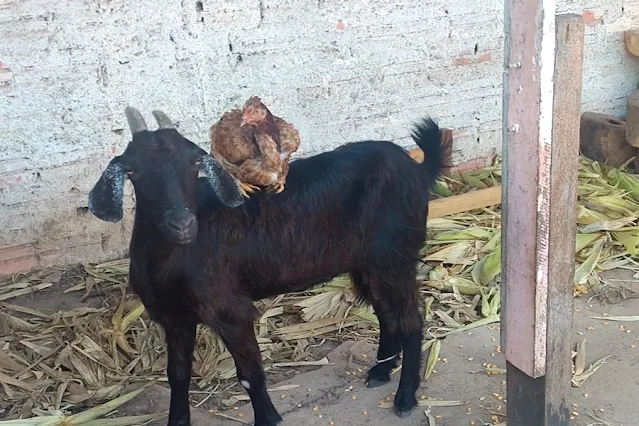 Cabras de idosos viram atração ao atravessarem rua para 'roçarem' matagal de terreno em Porto Velho